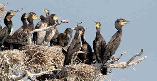 siem-reap-prek-toal-tonle-sap-biosphere-reserve-tour