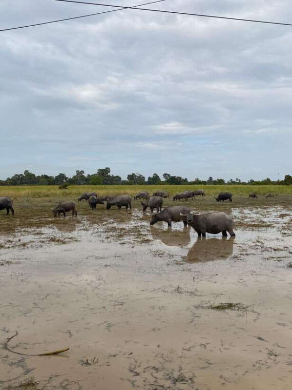 siem-reap-scenic-countryside-silk-farm-jeep-tour