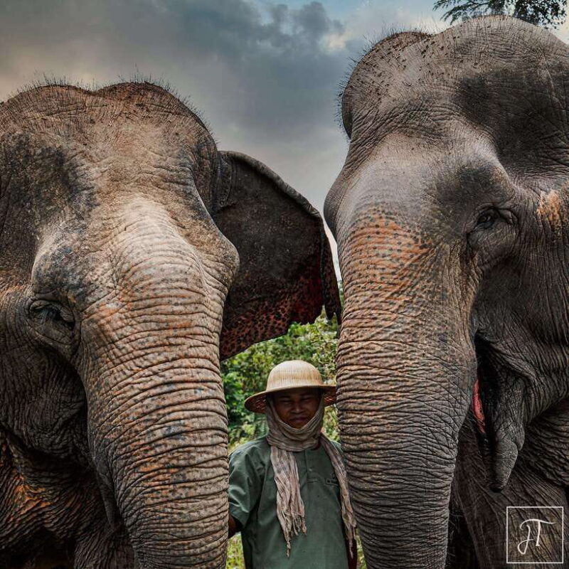 siem-reap-small-group-tour-of-kulen-elephant-forest-2