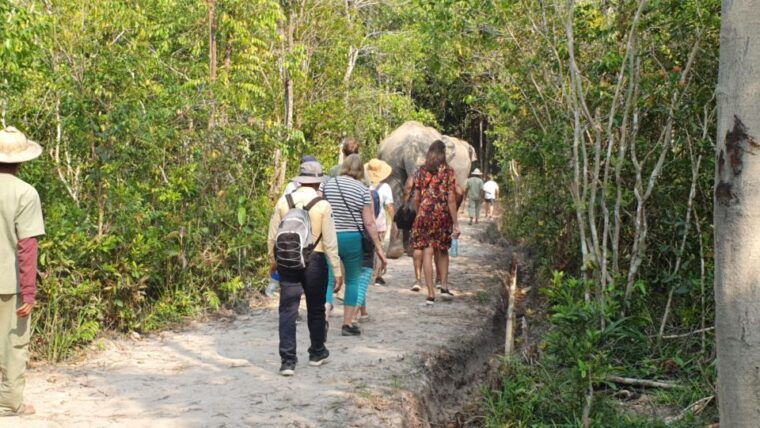 siem-reap-small-group-tour-of-kulen-elephant-forest