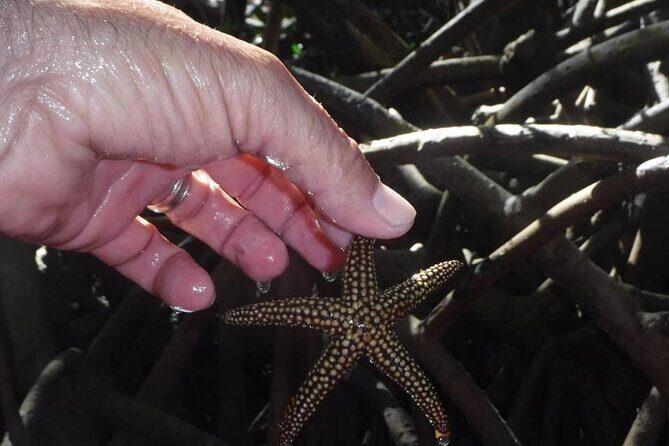 Siesta Key Guided Eco Tour - Practical Details & Value