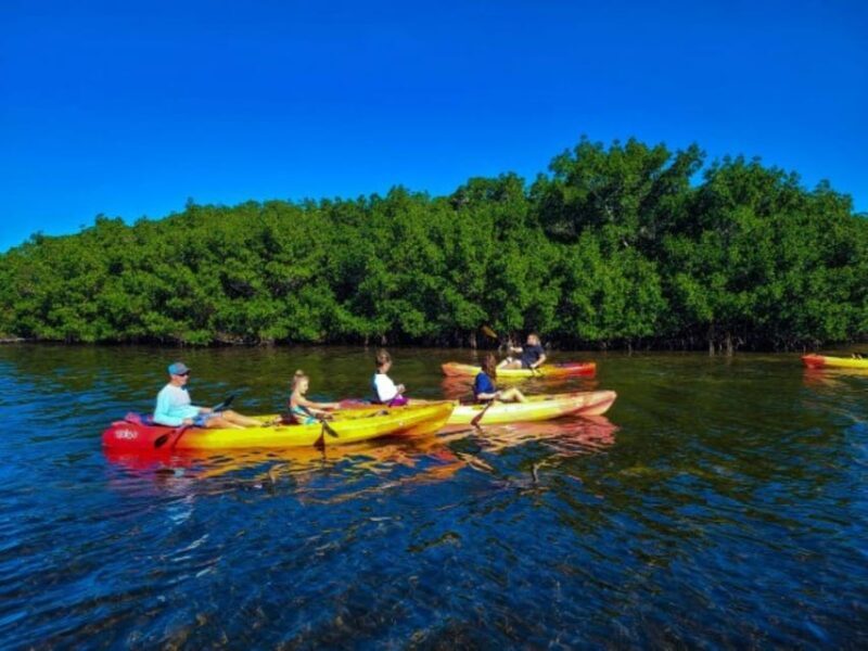 Siesta Key: Mangrove Kayak or Paddleboard Tour - The Sum Up