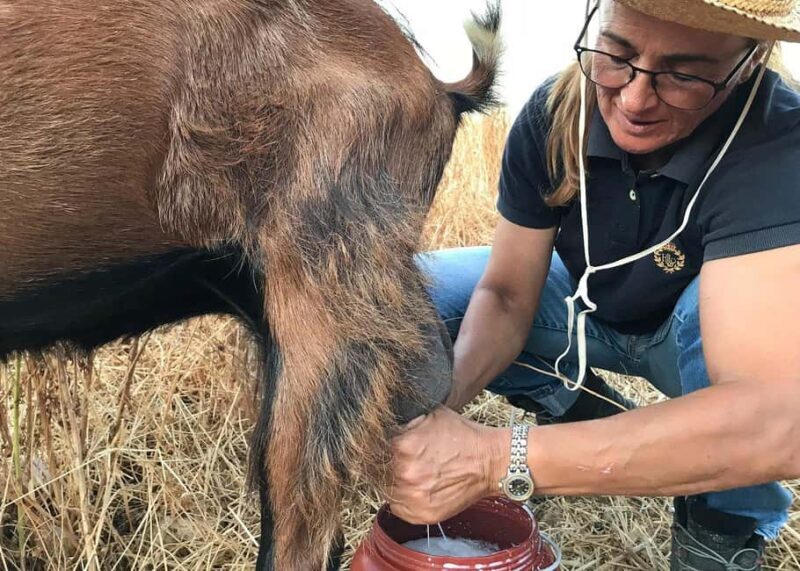 Sifnos: Goat Milking, Cheese-Making & Traditional Dinner - Key Points