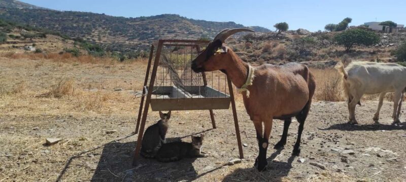 Sifnos: Goat Milking, Cheese-Making & Traditional Dinner - An Authentic Taste of Sifnos Farm Life