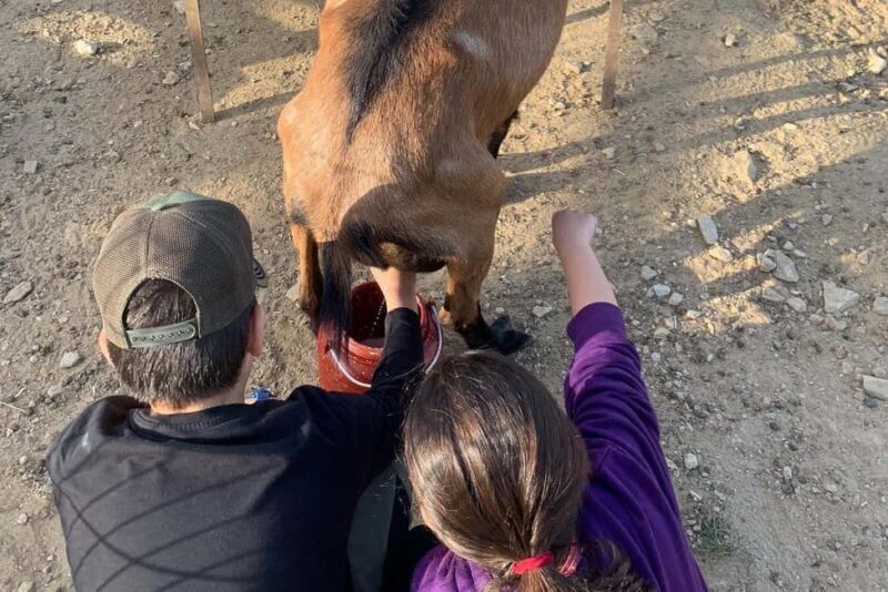 Sifnos: Goat Milking, Cheese-Making & Traditional Dinner - Who Should Consider This Tour?