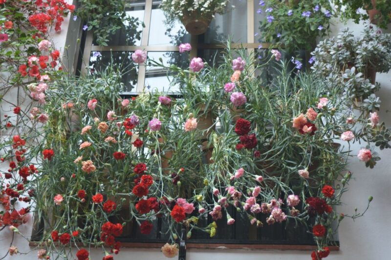 sights-sounds-and-scents-of-cordobas-patios