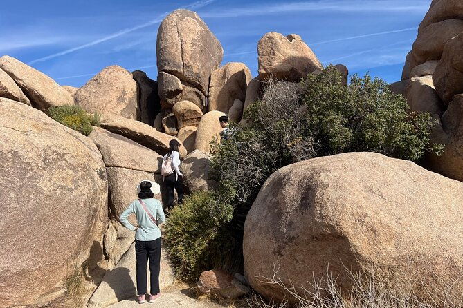 sightseeing-adventure-tour-of-joshua-tree-national-park