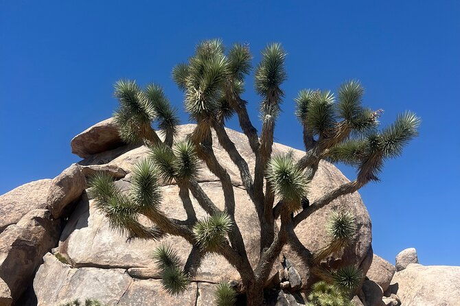 sightseeing-adventure-tour-of-joshua-tree-national-park