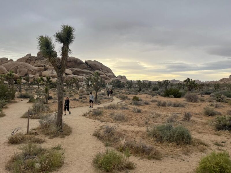 Sightseeing Adventure Tour of Joshua Tree Park (Max 10) - Key Points  