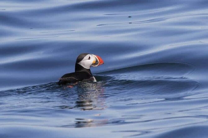 sightseeing-around-nolsoy-to-see-puffins