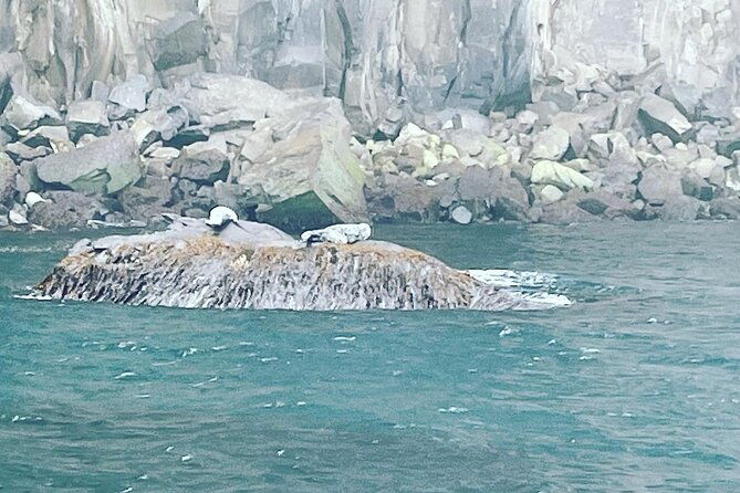 sightseeing-around-nolsoy-to-see-puffins