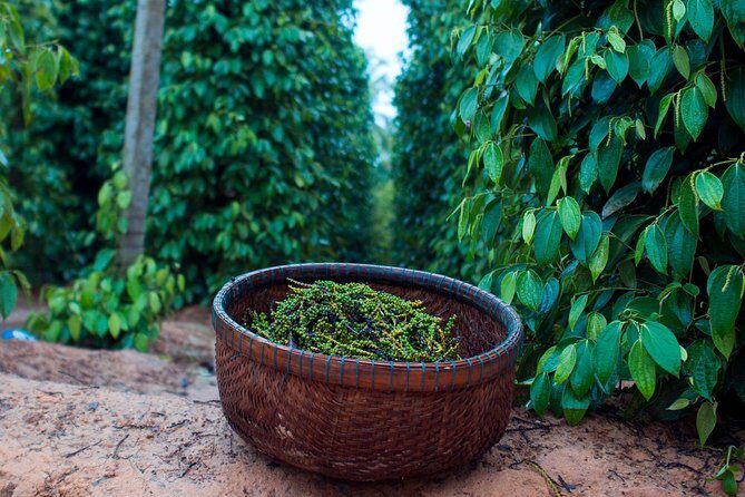 Sightseeing Northern Phu Quoc with Starfish Beach and Grand World - Authentic Experiences and Insider Tips from Reviews