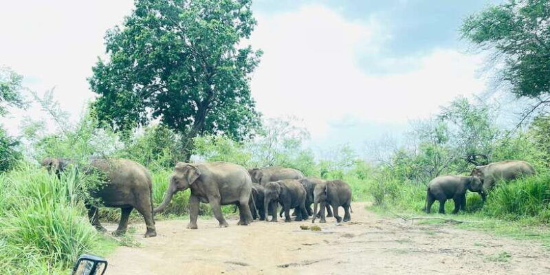 sigiriya-dambulla-habarana-minneriya-national-park-safari