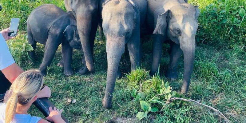 sigiriya-dambulla-habarana-minneriya-national-park-safari