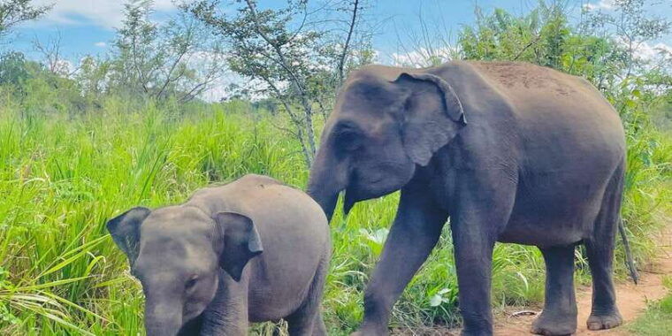 sigiriya-dambulla-habarana-minneriya-national-park-safari
