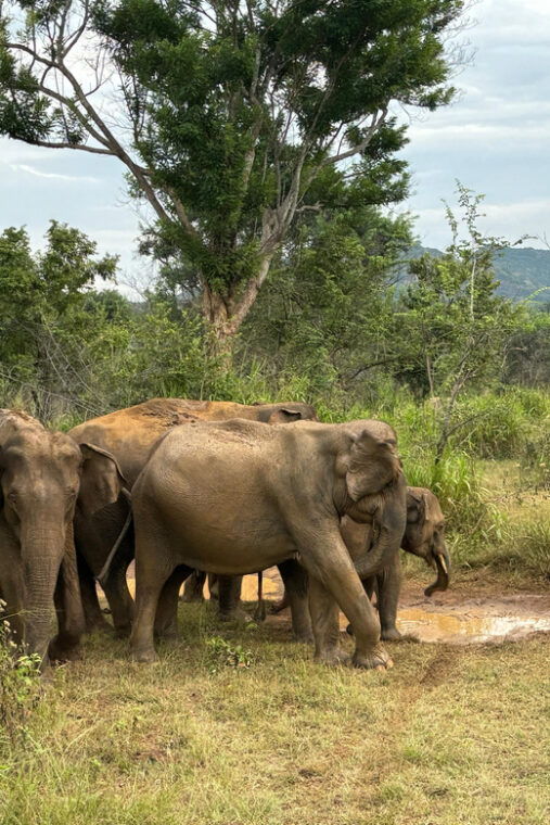 sigiriya-dambulla-habarana-minneriya-national-park-safari