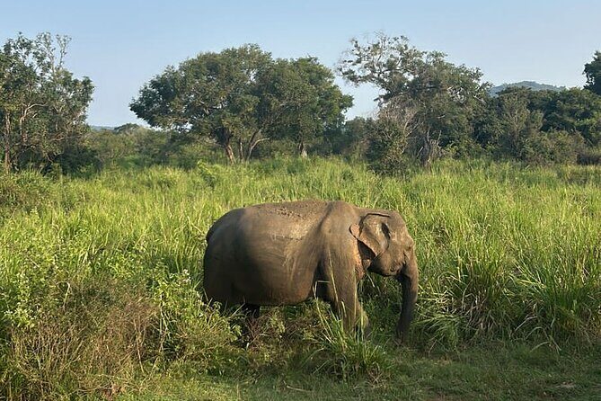 Sigiriya Dambulla Wonders Day Trip from Kandy - The Sum Up: Who Is This Tour Best For?