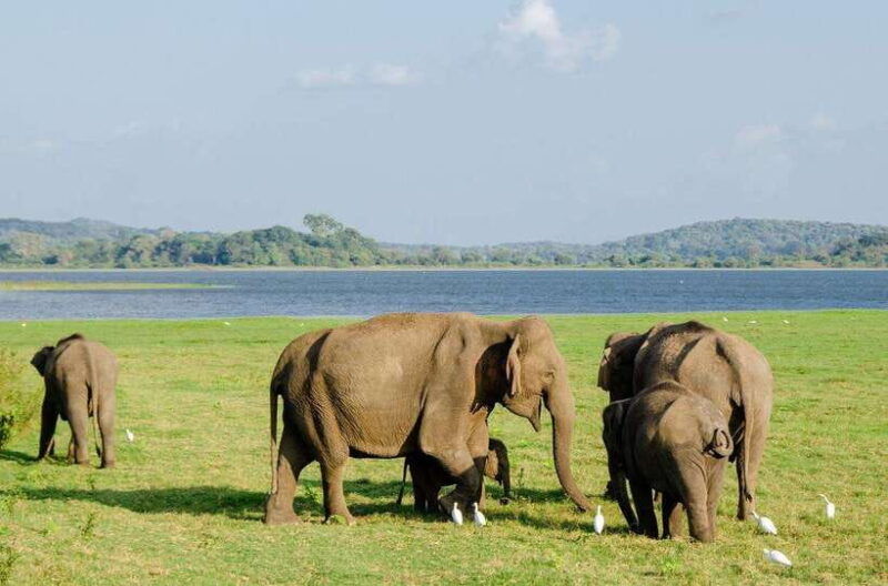 sigiriya-day-tour-from-kandy-with-elephant-safariprivet