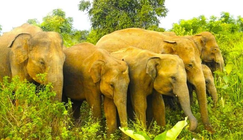 Sigiriya Fortress and best Wildlife Safari Tour - An In-Depth Look at the Tour Experience