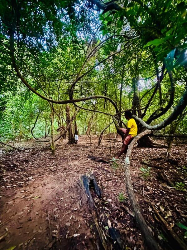 Sigiriya: Jungle Tour with Birdwatching and Wildlife - Key Points