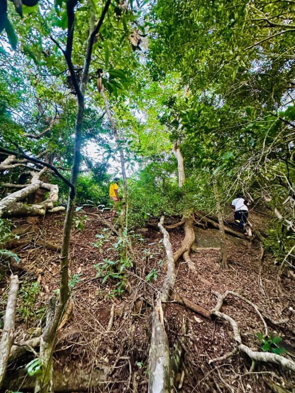 Sigiriya: Jungle Tour with Birdwatching and Wildlife - The Sum Up