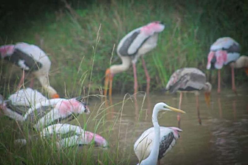 Sigiriya: Kaudulla National Park Safari  Elephants & Birds - An In-Depth Look at the Safari Experience