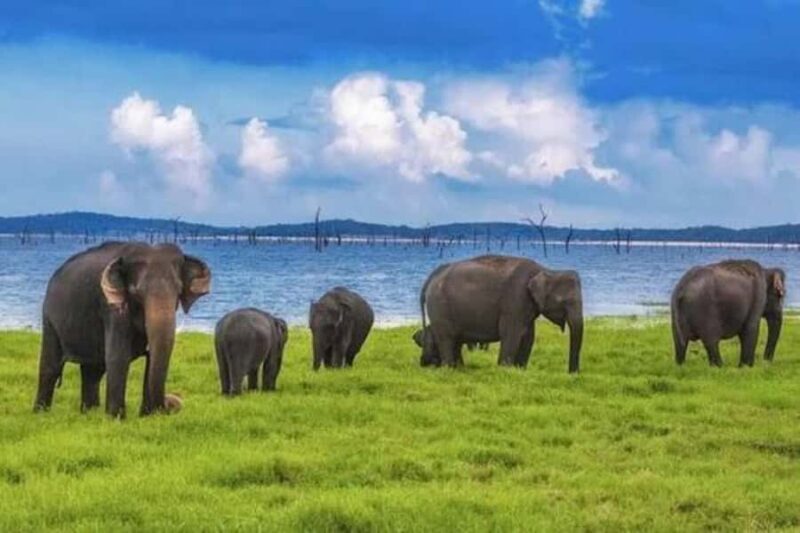 Sigiriya: Kaudulla National Park Safari & Village Tour - What We Think About the Experience