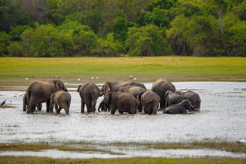 Sigiriya Lion Rock Hike & Minneriya National Park Safari - Final Thoughts