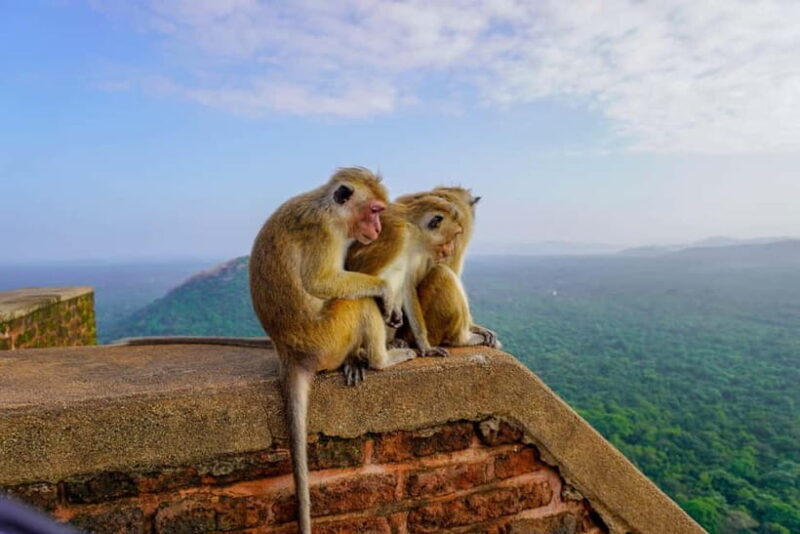 Sigiriya Lion Rock Hike & Minneriya National Park Safari - FAQ