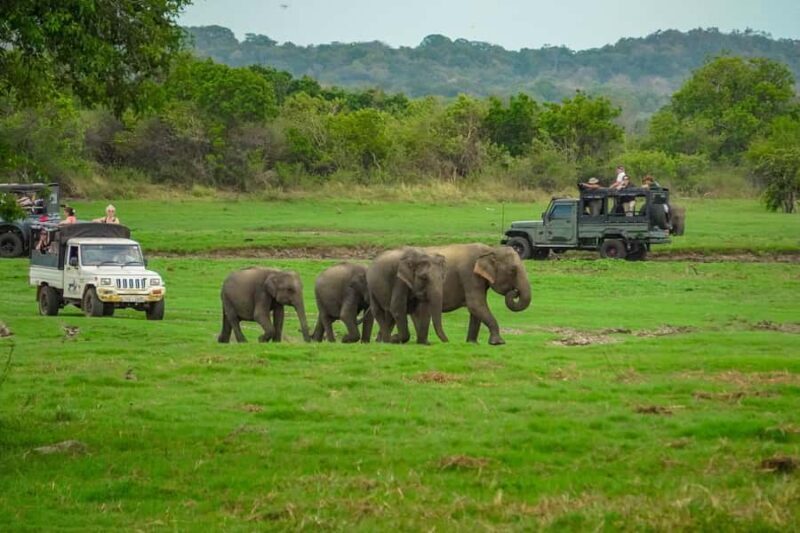 Sigiriya: Lion Rock Hike & Minneriya Safari Day Tour - The Sum Up