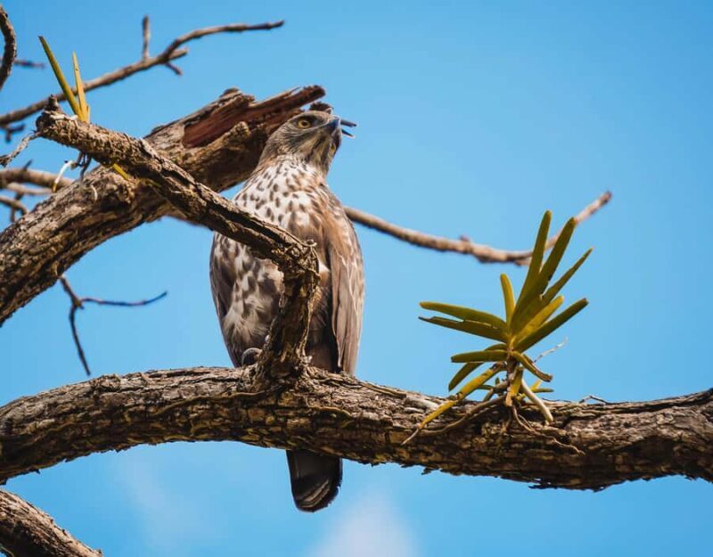 Sigiriya: Lion Rock Hike & Minneriya Safari Day Tour - FAQ