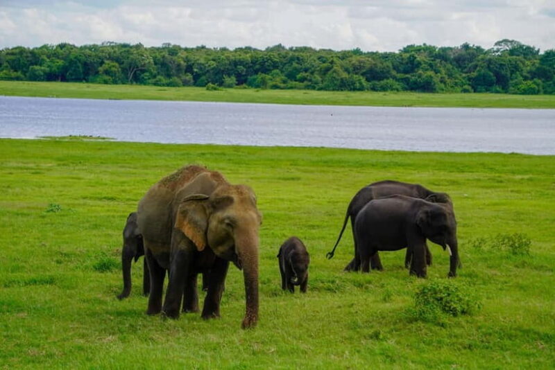 Sigiriya: Lion Rock & Minneriya Safari Full Day Private Tour - What to Expect From the Tour