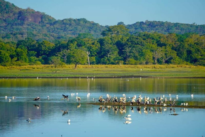 Sigiriya: Lion Rock & Minneriya Safari Full Day Private Tour - Practical Details & Tips