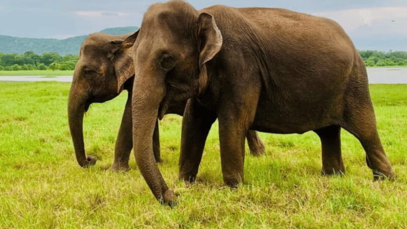 Sigiriya: Lion Rock & Minneriya Safari Full Day Private Tour - Final Thoughts