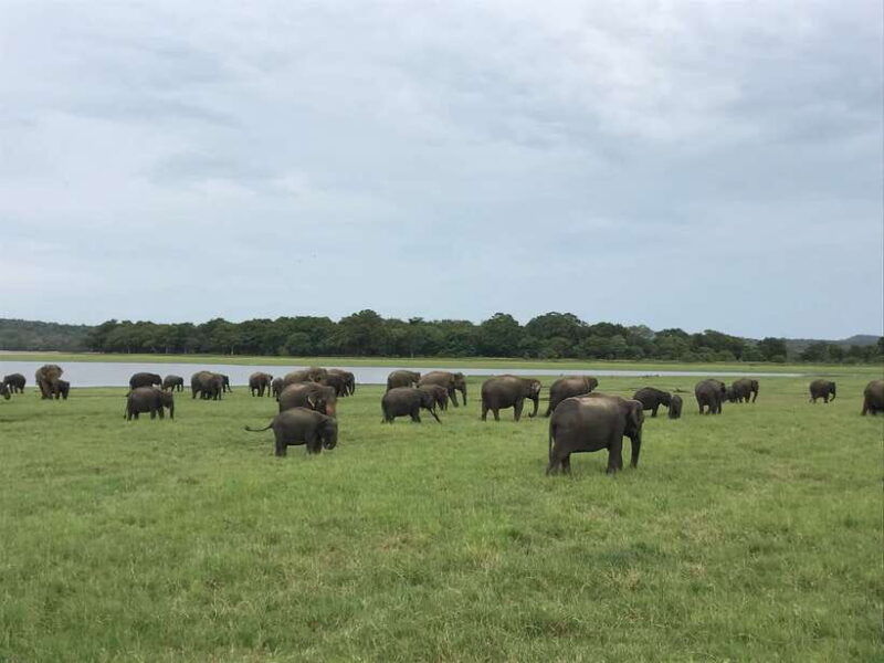 sigiriya-lions-rock-dambulla-golden-cave-temple-trip