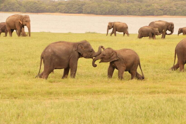 sigiriya-lions-rock-dambulla-golden-cave-temple-trip