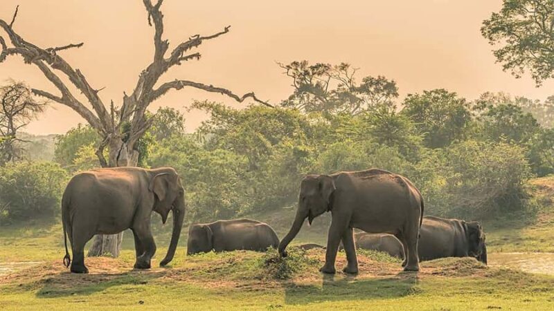 Sigiriya: Minneriya National Park Safari & Trincomalee Drop - Exploring the Experience: What to Expect