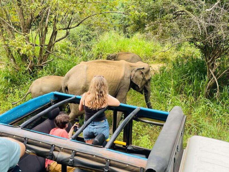 sigiriya-minneriya-park-safari-in-golden-hours-4x4-jeep