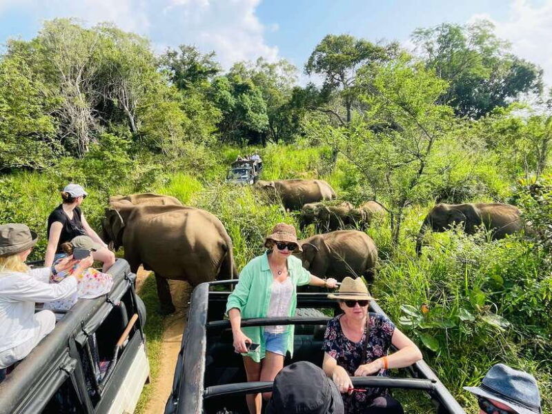 sigiriya-minneriya-park-safari-in-golden-hours-4x4-jeep