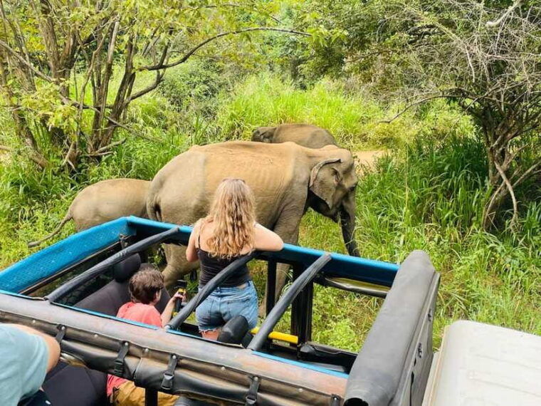 sigiriya-minneriya-park-safari-in-golden-hours-4x4-jeep