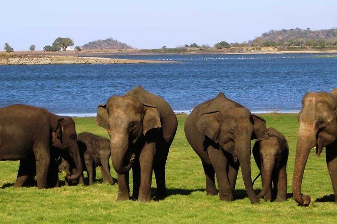 Sigiriya & Minneriya Safari Tour from Kandy - FAQ