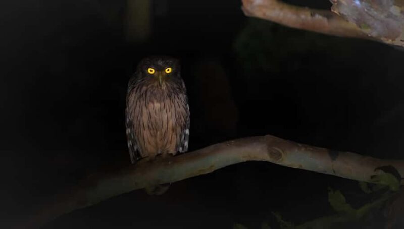 Sigiriya: Night Animal Watching Tour with Guide - Key Points