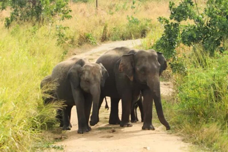 Sigiriya: Night Animal Watching Tour with Guide - Why This Tour Offers Great Value