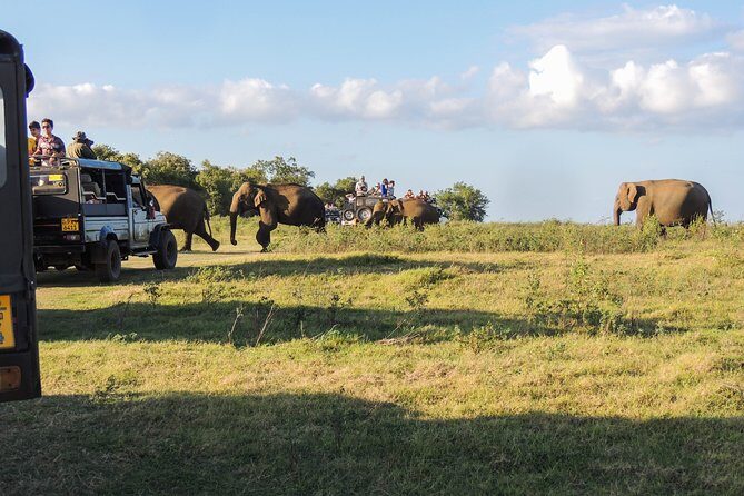 Sigiriya Rock and Wild Elephant Safari from Dambulla - An In-Depth Look at the Tour