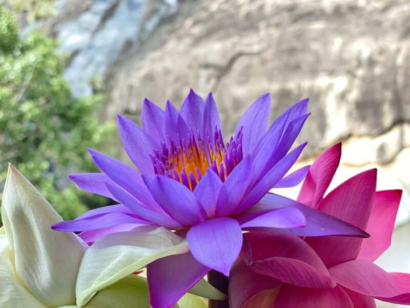 Sigiriya to Kandy Transfer with Dambulla and view points - Practical Tips for Travelers