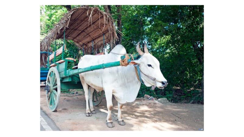 Sigiriya: Village Tour with Bullock Cart Ride & Lunch - The Bullock Cart Ride: A Cultural Classic