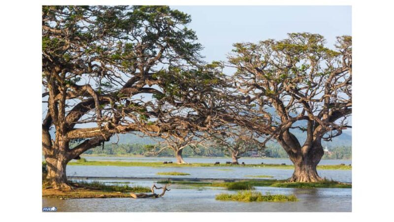 Sigiriya: Village Tour with Bullock Cart Ride & Lunch - The Catamaran Boat Ride: A Quiet Moment on the Water