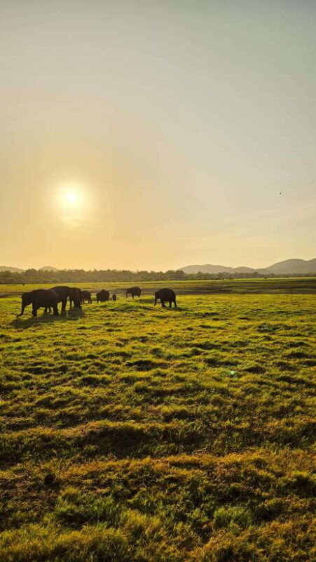 sigiryas-wildlife-experience