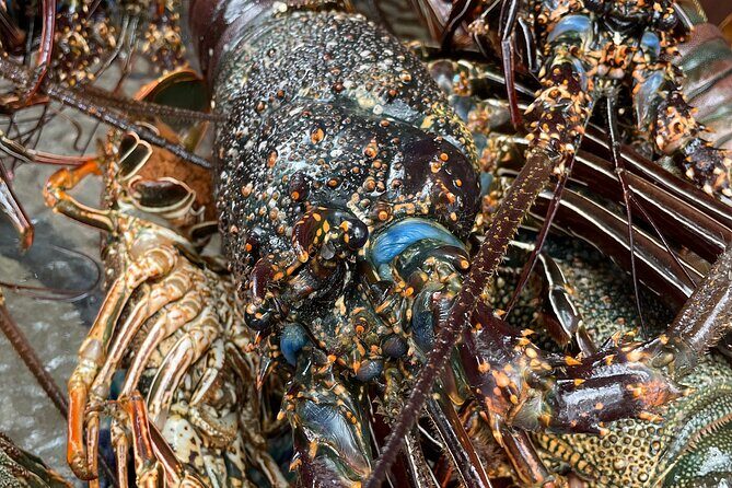 Signature Experience: Dolphins and Flavors of the Sea - Frequently Asked Questions