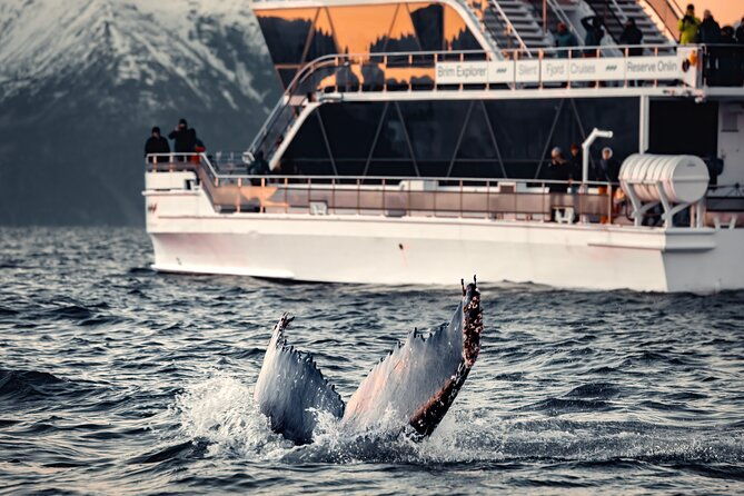 silent-whale-watching